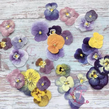 60pcs Pressionado Secas Pansy Viola Tricolor L. as Plantas de Flor de Herbário Para a Jóia Postal do Marcador de Telefone Caso de Tomada de DIY