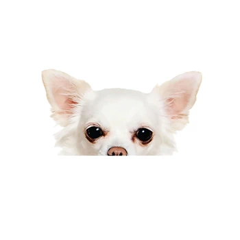 Branco Chihuahua Peeping Etiqueta Da Raça Do Cão De Vinil Do Orgulho Gay De Apoio Embalagem De Acessórios Decorativos Decalque
