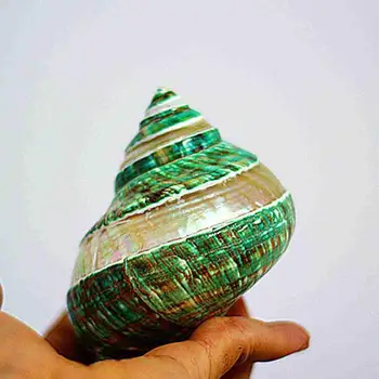 Cerca de 11 cm, Descascadas Verde Turbante Caracóis Aquário Aquário Decoração Amostra Caracol Coleção Dons Naturais, Concha a Concha Coral